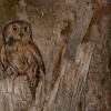Vyrecek maly - Otus scops - European Scops-Owl 7851